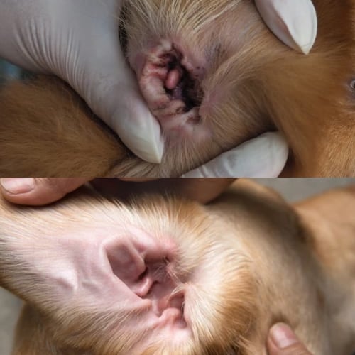 Mullend Yeast Infection Relief For Dogs image Gentle whitening