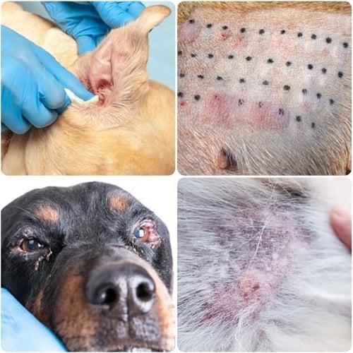 Mullend Yeast Infection Relief For Dogs image Gentle whitening